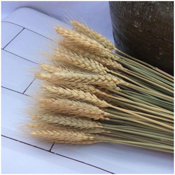 decorative flowers & wreaths 50pc wholesale wheat dried home decoration props natural bouquet material
decorative flowers & wreaths 50pc wholesale wheat dried home decoration props natural bouquet material