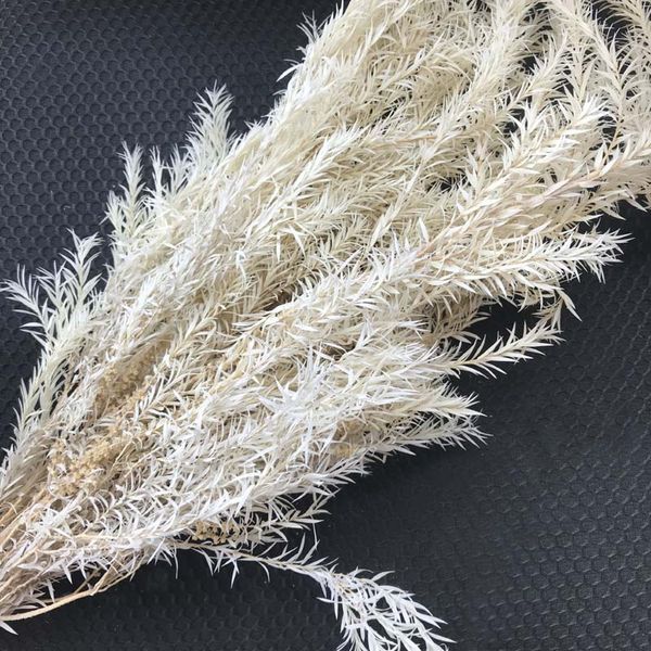 70g/bundle real dried natural preserved flowers forever melaleuca bracteata bouquetdecorative eternal grass for home decoration
70g/bundle real dried natural preserved flowers forever melaleuca bracteata bouquetdecorative eternal grass for home decoration