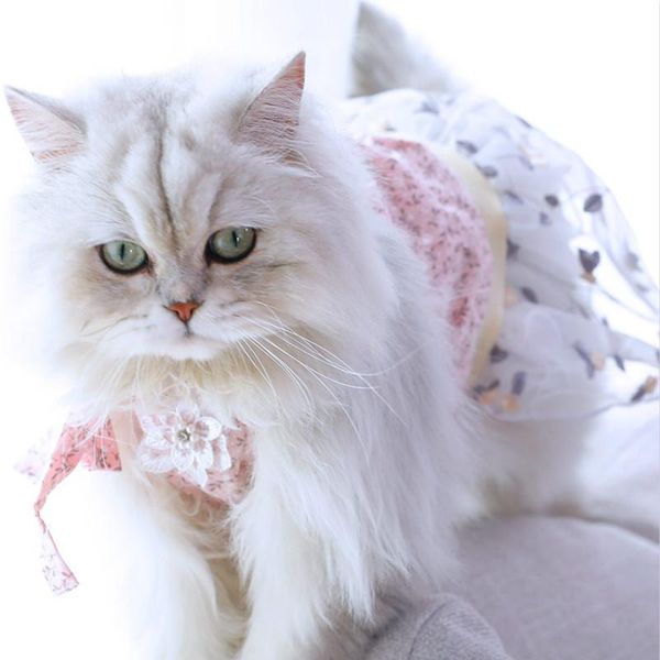 cat costumes pink cute warm fashion costume dresses pet coat suit clothes ubranka dla kota cats clothing for pets oo50qz
cat costumes pink cute warm fashion costume dresses pet coat suit clothes ubranka dla kota cats clothing for pets oo50qz