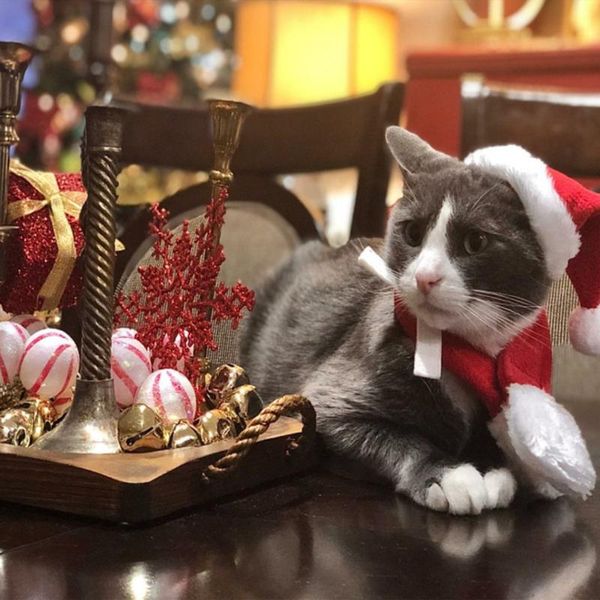 cat costumes dog caps pet santa hat birthday scarf set supplies christmas costume for puppy small cats dogs pets accessories
cat costumes dog caps pet santa hat birthday scarf set supplies christmas costume for puppy small cats dogs pets accessories