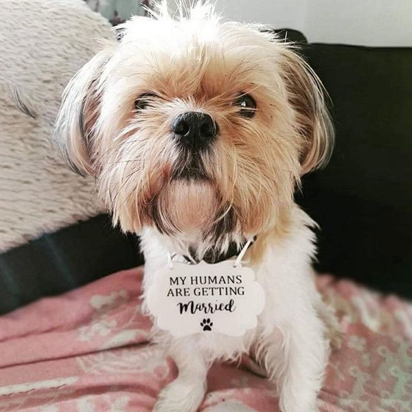 dog collars & leashes pet married memorial tag cat wedding collar anniversary pendant for hanging plate accessories lj
dog collars & leashes pet married memorial tag cat wedding collar anniversary pendant for hanging plate accessories lj