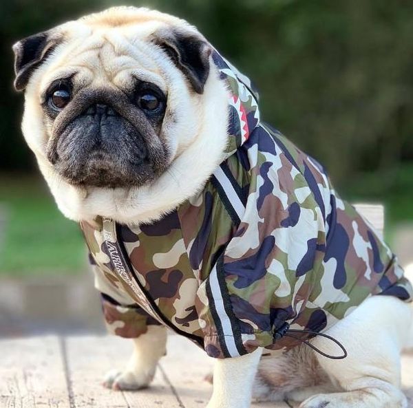 dog apparel ly raincoat waterproof rain coat clothes for dogs outdoor walking pets rainy wearing clothing hoodie b852
dog apparel ly raincoat waterproof rain coat clothes for dogs outdoor walking pets rainy wearing clothing hoodie b852