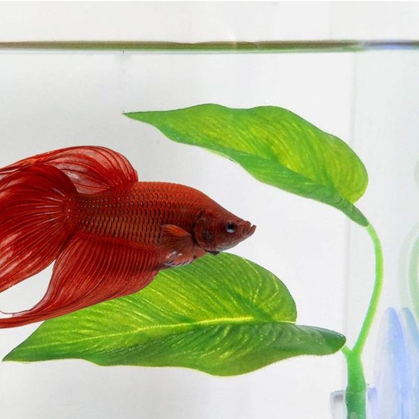 decorative flowers & wreaths fish leaf pad - improves betta's health by simulating the natural habitat double design, one big and small
decorative flowers & wreaths fish leaf pad - improves betta's health by simulating the natural habitat double design, one big and small