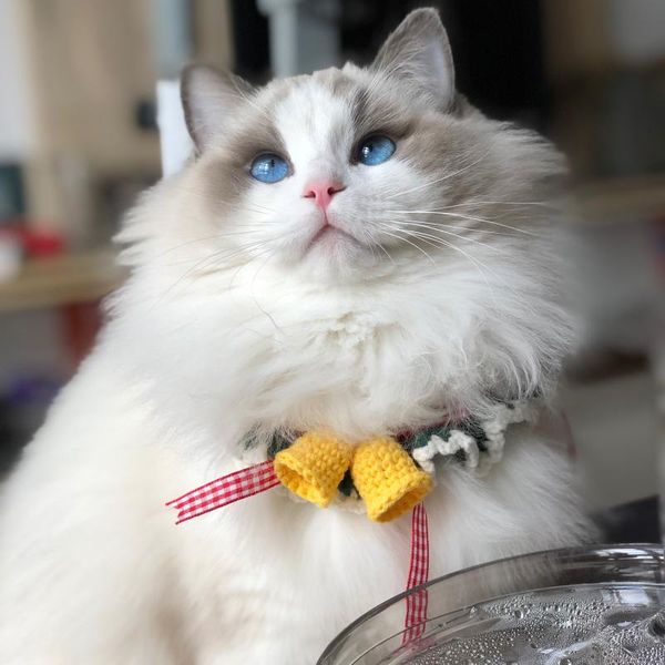 cat collars & leads hand crocheted pet bib cute collar supplies accessories small dog saliva towel
cat collars & leads hand crocheted pet bib cute collar supplies accessories small dog saliva towel