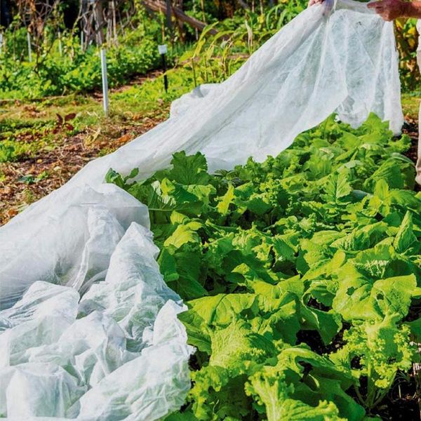 non-woven fabric wide garden cold frost wind fleece for winter plant protection 1 Ãplant cover cloth planters & pots
non-woven fabric wide garden cold frost wind fleece for winter plant protection 1 Ãplant cover cloth planters & pots