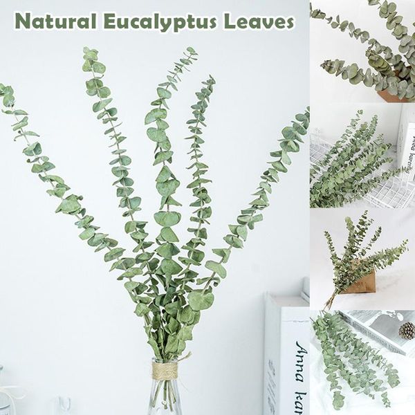 decorative flowers & wreaths natural eucalyptus leaves branches stems dried flower real plant ornament for diy wedding shooting prop home de
decorative flowers & wreaths natural eucalyptus leaves branches stems dried flower real plant ornament for diy wedding shooting prop home de
