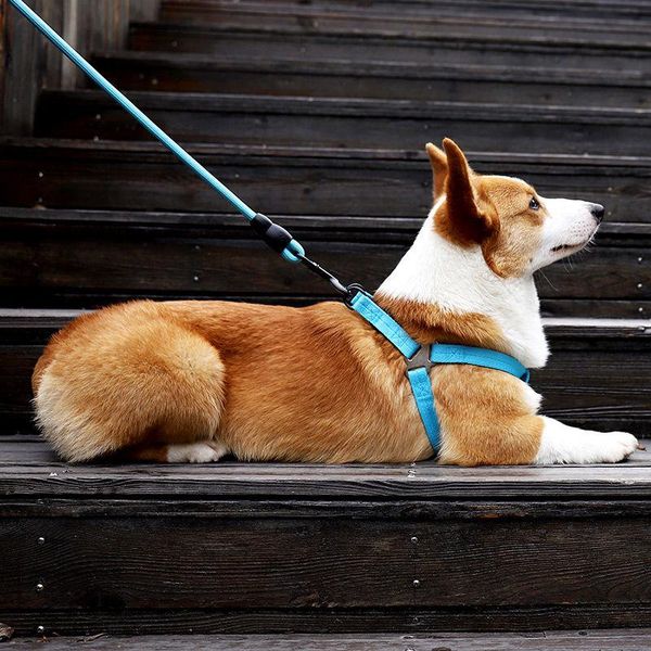 adjustable hand dog leash for pet walking running jogging lead waist belt chest strap collar accessories harnes collars & leashes
adjustable hand dog leash for pet walking running jogging lead waist belt chest strap collar accessories harnes collars & leashes