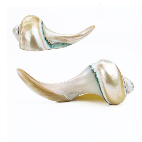 natural seashell chopstick holder moonlight conch rest for kitchen tableware accessories nautical home decor craft novelty items
natural seashell chopstick holder moonlight conch rest for kitchen tableware accessories nautical home decor craft novelty items