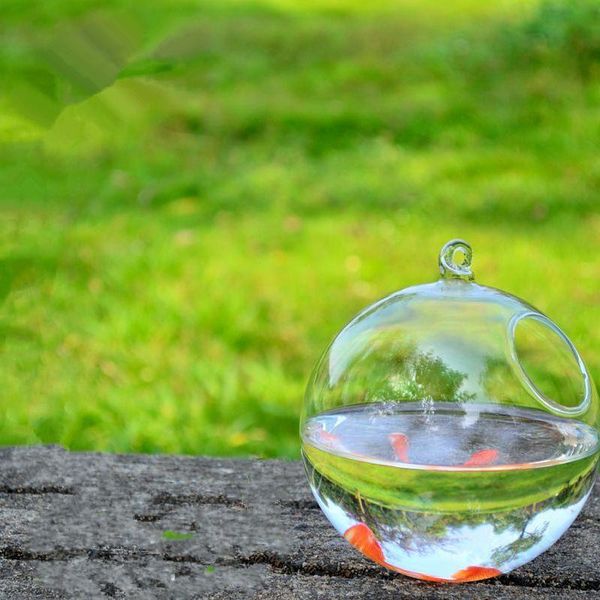 novelty items diameter=10cm 8pcs/pack glass material terrarium aquarium home decorative handmade hanging fishbowl flat and round bottom
novelty items diameter=10cm 8pcs/pack glass material terrarium aquarium home decorative handmade hanging fishbowl flat and round bottom
