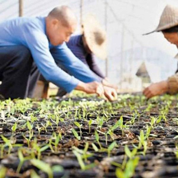 nursery pots10 bags of seedling tray 128 hole cell seed start planting seedlings trays propagation germination#y10 planters & pots
nursery pots10 bags of seedling tray 128 hole cell seed start planting seedlings trays propagation germination#y10 planters & pots