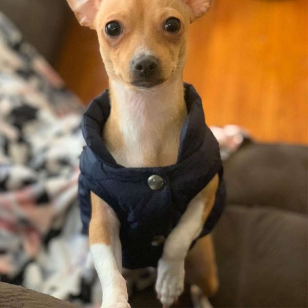 the dog clothes autumn and winter button dog clothing thickened cotton padded jacket pet supplies
the dog clothes autumn and winter button dog clothing thickened cotton padded jacket pet supplies