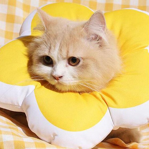 cat collars & leads flower elizabeth circle pet anti-scratch grooming collar adjustable waterproof headgear breathable comfortable
cat collars & leads flower elizabeth circle pet anti-scratch grooming collar adjustable waterproof headgear breathable comfortable