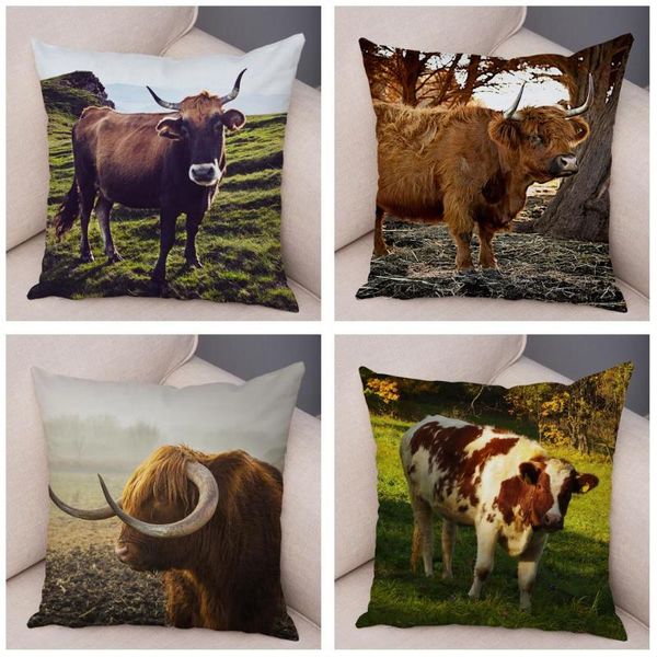 cushion/decorative pillow scotland kyloe case decor wild cow colorful animal print pillowcase soft short plush cushion cover for home sofa 4
cushion/decorative pillow scotland kyloe case decor wild cow colorful animal print pillowcase soft short plush cushion cover for home sofa 4