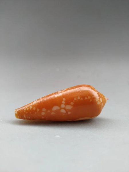 novelty items naturally selected rare collection of fine conch
novelty items naturally selected rare collection of fine conch