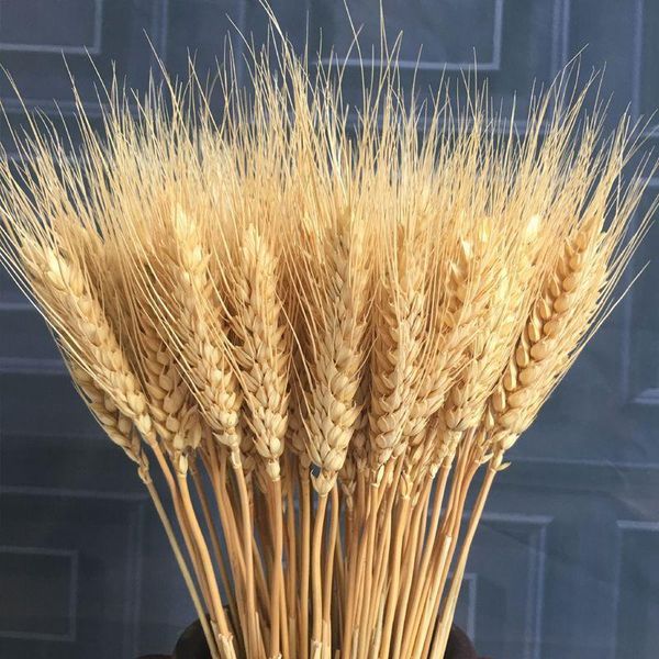 decorative flowers & wreaths 50/100 pcs real dried small pampas grass wedding flower bunch natural plants home decor ornamental phragmites
decorative flowers & wreaths 50/100 pcs real dried small pampas grass wedding flower bunch natural plants home decor ornamental phragmites