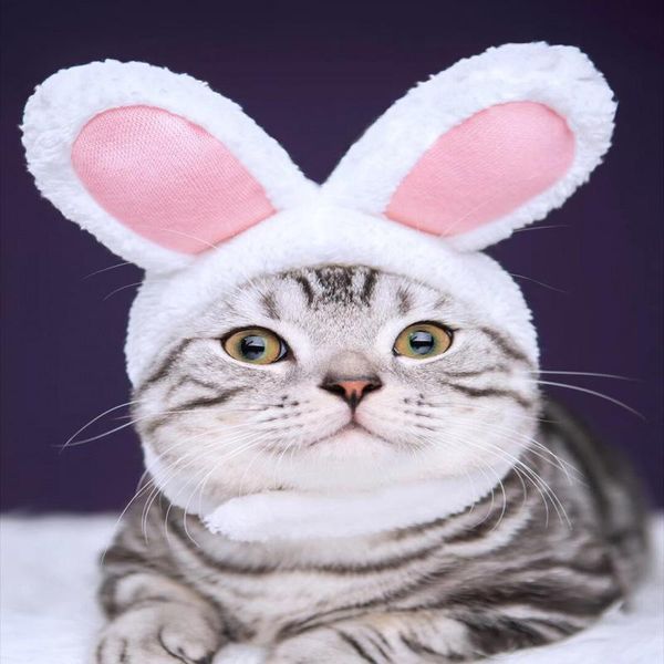 cat costumes dog warm hat props headwear pet costume soft cashmere kitten cap halloween/christmas present cosplay needs
cat costumes dog warm hat props headwear pet costume soft cashmere kitten cap halloween/christmas present cosplay needs