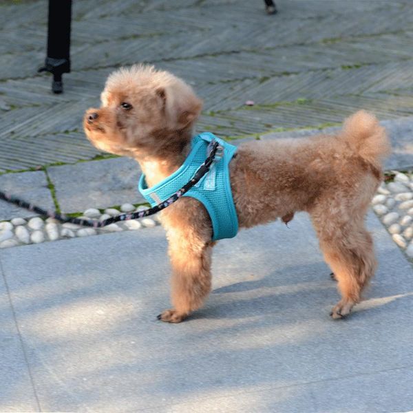 dog collars & leashes adjustable cat leash and harness set lightweight kitten easy control breathable step-in vest reflective strip js
dog collars & leashes adjustable cat leash and harness set lightweight kitten easy control breathable step-in vest reflective strip js