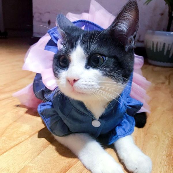 dog puppy wedding dress lace skirts bow tutu princess dresses pet apparel gauze skirt for dogs cat costumes
dog puppy wedding dress lace skirts bow tutu princess dresses pet apparel gauze skirt for dogs cat costumes