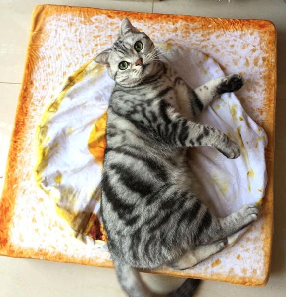 cat beds & furniture pet bed dog house sleeping mat blanket kennel puppy kitten blankets soft toast bread and poached eggs cama perro
cat beds & furniture pet bed dog house sleeping mat blanket kennel puppy kitten blankets soft toast bread and poached eggs cama perro
