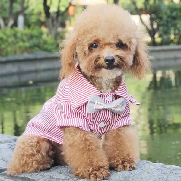 the dog clothes dog vest thin teddy spring bomei vip summer sunscreen breathable british pet clothing
the dog clothes dog vest thin teddy spring bomei vip summer sunscreen breathable british pet clothing