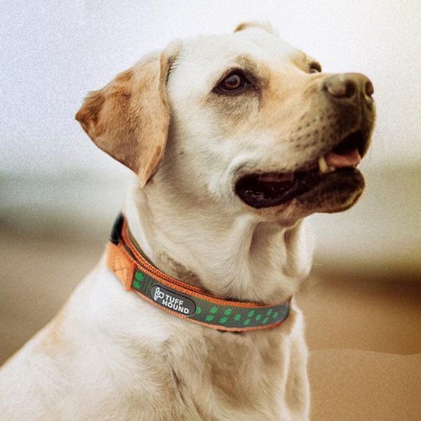 dog collars & leashes collar night reflection supplies accessories chihuahua dogs pets cat pitbull
dog collars & leashes collar night reflection supplies accessories chihuahua dogs pets cat pitbull