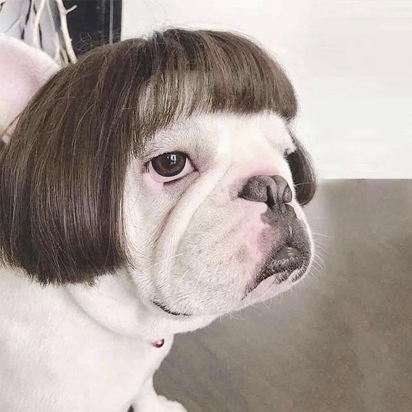 cat costumes pet wig cosplay props dog cross-dressing hair set pography funny head accessories prank supplies drop
cat costumes pet wig cosplay props dog cross-dressing hair set pography funny head accessories prank supplies drop