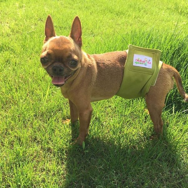 dog apparel physiological pants diaper sanitary washable female panties shorts underwear briefs for dogs s-l
dog apparel physiological pants diaper sanitary washable female panties shorts underwear briefs for dogs s-l