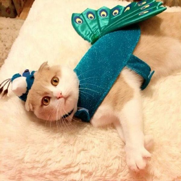 cat costumes christmas dog clothes peacock outwear cotton pet cosplay halloween costume products fashion clothing
cat costumes christmas dog clothes peacock outwear cotton pet cosplay halloween costume products fashion clothing