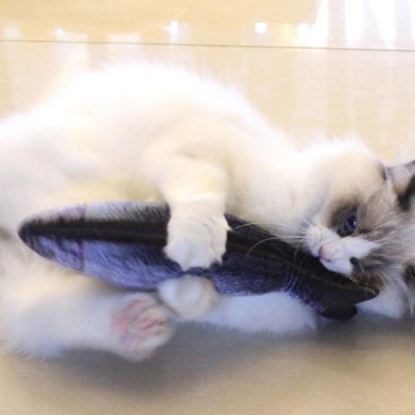 cat toys favor fish toy stuffed cute shape sisal scratch board scratching post for pet products supplies
cat toys favor fish toy stuffed cute shape sisal scratch board scratching post for pet products supplies