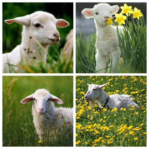 diamond painting huacan diy 5d sheep full square embroidery cross stitch animal mosaic nature handicraft home decor
diamond painting huacan diy 5d sheep full square embroidery cross stitch animal mosaic nature handicraft home decor