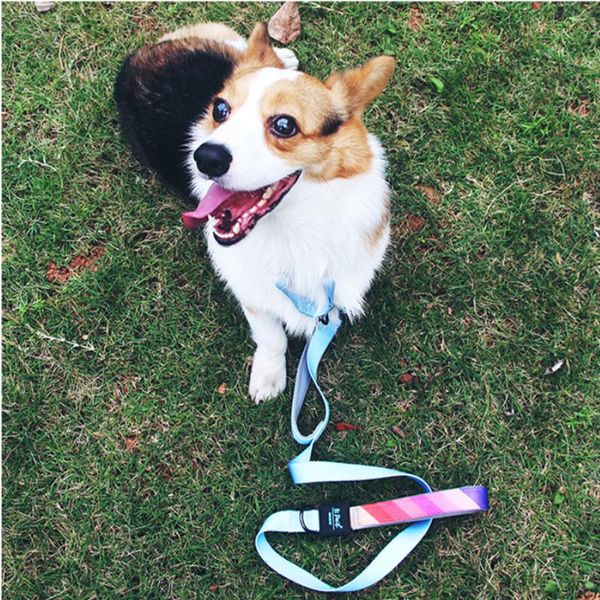 dog collars & leashes cat leash double handles adjustable traction rope walking lead for medium large dogs pets
dog collars & leashes cat leash double handles adjustable traction rope walking lead for medium large dogs pets