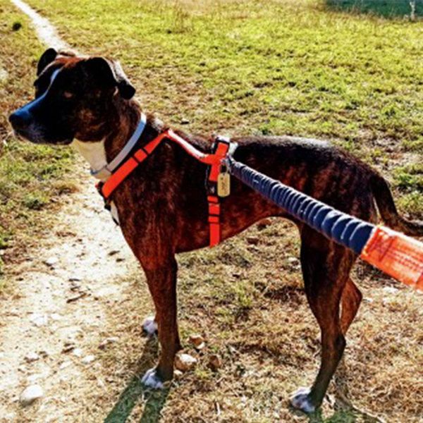 dog collars & leashes adjustable collar reflective outdoor jogging belt hands y elasticity small large sergio leash set pet accessories
dog collars & leashes adjustable collar reflective outdoor jogging belt hands y elasticity small large sergio leash set pet accessories