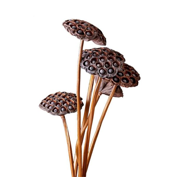 decorative flowers & wreaths 5pcs decor seedpod of lotus plants natural dried brwon with stems pods
decorative flowers & wreaths 5pcs decor seedpod of lotus plants natural dried brwon with stems pods