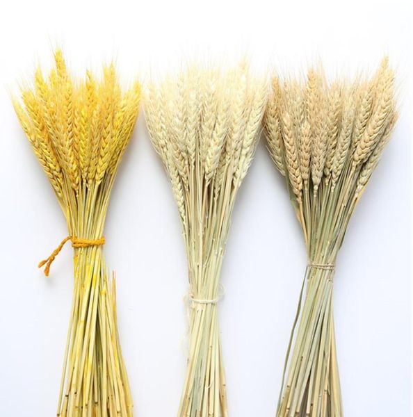 decorative flowers & wreaths 50pcs/lot home decor art and plants real wheat ear flower natural dried for wedding decoration diy craft
decorative flowers & wreaths 50pcs/lot home decor art and plants real wheat ear flower natural dried for wedding decoration diy craft