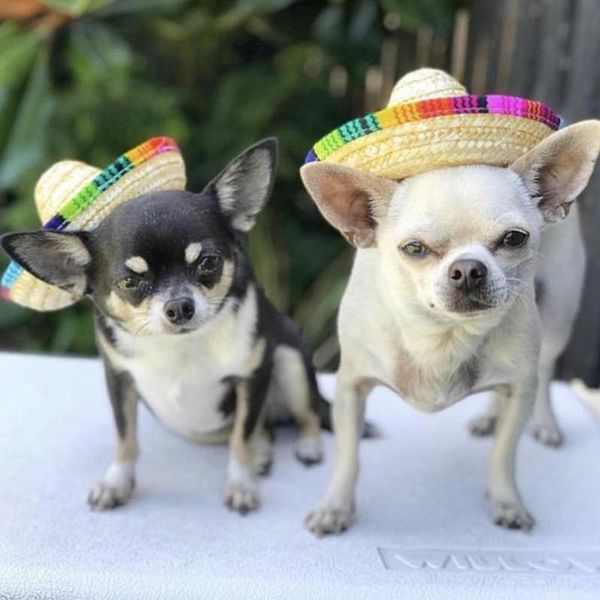 dog apparel multicolor pet straw hat cat mexican sombrero adjustable buckle costume accessories
dog apparel multicolor pet straw hat cat mexican sombrero adjustable buckle costume accessories