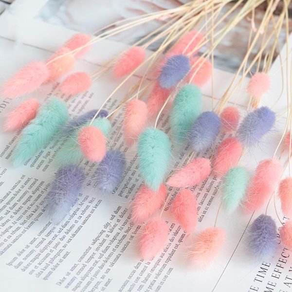 decorative flowers & wreaths 20 natural ssimulated immortalized dry white colorful tail grass bouquet christmas decoration home layou
decorative flowers & wreaths 20 natural ssimulated immortalized dry white colorful tail grass bouquet christmas decoration home layou
