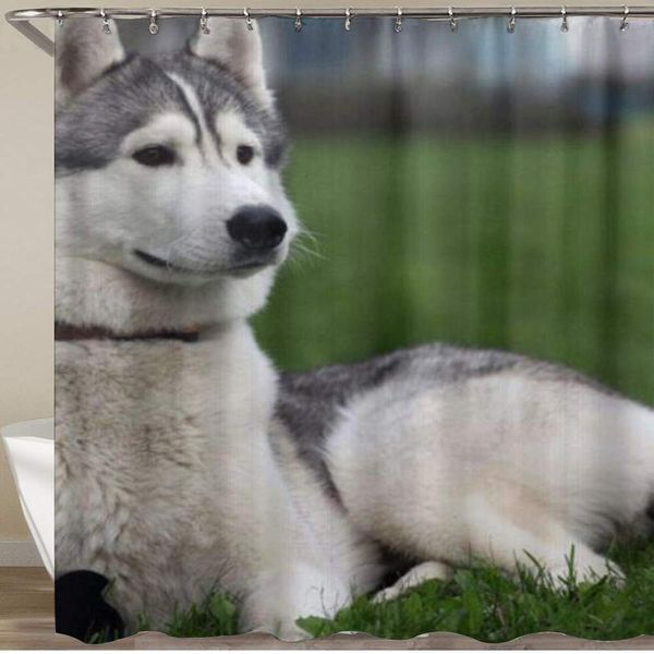 shower curtain,husky on grass look at distance,polyester fabric waterproof bath curtains hooks included - 72 x 72 inches
shower curtain,husky on grass look at distance,polyester fabric waterproof bath curtains hooks included - 72 x 72 inches