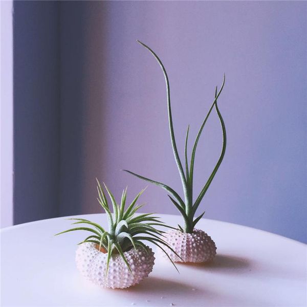 vases set of 2 flower vase+plants natural sea urchin shell pineapple plants mini flowr pots planters
vases set of 2 flower vase+plants natural sea urchin shell pineapple plants mini flowr pots planters