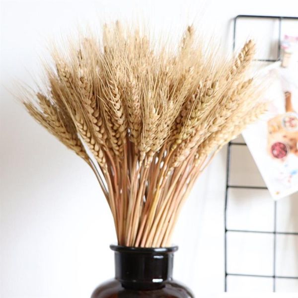 decorative flowers & wreaths real wheat ear flower natural dried ears bouquet for wedding party home decor diy craft
decorative flowers & wreaths real wheat ear flower natural dried ears bouquet for wedding party home decor diy craft