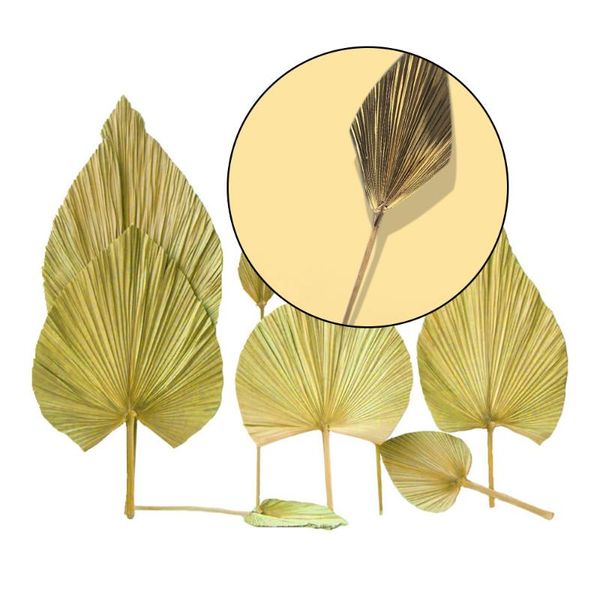 dried sacred palm leaves scallop wedding styling soft decoration space display aesthetic design nordic style decorative flowers & wreaths
dried sacred palm leaves scallop wedding styling soft decoration space display aesthetic design nordic style decorative flowers & wreaths