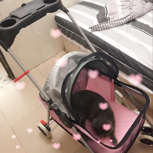 dog car seat covers 1minute to install simle folding pet stroller large space breathable strollers safe and reliable carrier for m size
dog car seat covers 1minute to install simle folding pet stroller large space breathable strollers safe and reliable carrier for m size