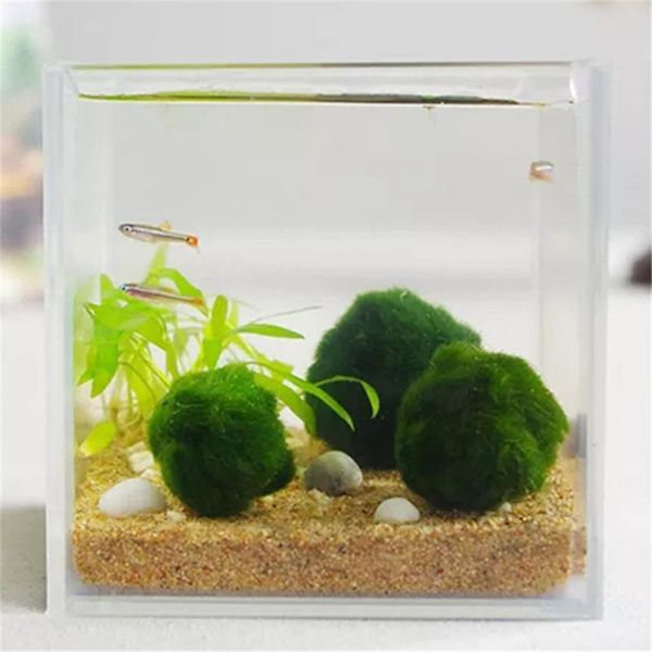 japan genuine aquarium ball landscaping 1cm chlorella algae marimo happy environmental green seaweed ezlife pt0305 decorations
japan genuine aquarium ball landscaping 1cm chlorella algae marimo happy environmental green seaweed ezlife pt0305 decorations