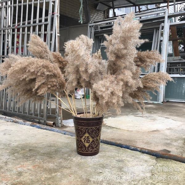 real dried pampas grass decor wedding flower bunch natural plants fall decorations 10pcs 20pcs decorative flowers & wreaths
real dried pampas grass decor wedding flower bunch natural plants fall decorations 10pcs 20pcs decorative flowers & wreaths