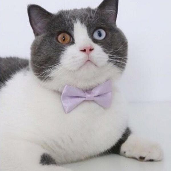 cat collars & leads easy-wearing beautiful pet dogs kitten bow collar tear resistant neck strong for small
cat collars & leads easy-wearing beautiful pet dogs kitten bow collar tear resistant neck strong for small