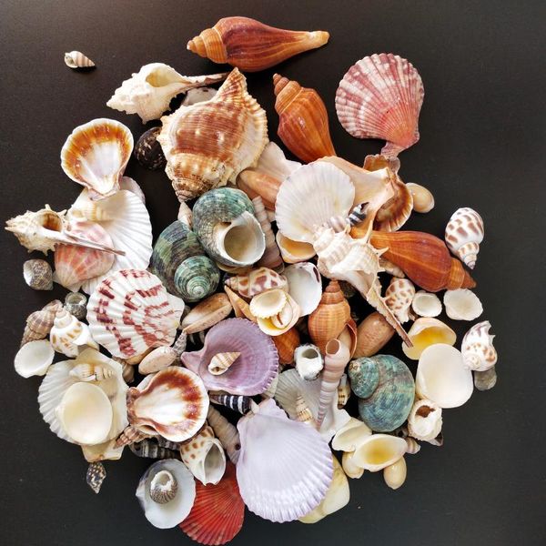 novelty items 120pcs mixed conch ocean sea shells wedding decor beach theme party, seashells home decorations, fish tank,candle making
novelty items 120pcs mixed conch ocean sea shells wedding decor beach theme party, seashells home decorations, fish tank,candle making