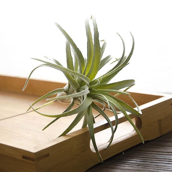 decorative flowers & wreaths simulation succulent bonsai creative ornaments lifelike display home living room office deskdecor artificia
decorative flowers & wreaths simulation succulent bonsai creative ornaments lifelike display home living room office deskdecor artificia