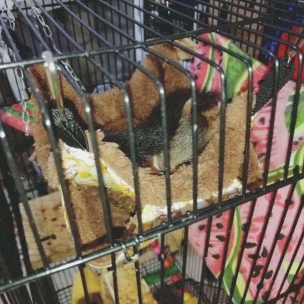 pet hammock double-layer plush fleece soft winter warm hanging nest sleeping bed small pets hamster squirrel chinchilla guinea animal suppli
pet hammock double-layer plush fleece soft winter warm hanging nest sleeping bed small pets hamster squirrel chinchilla guinea animal suppli