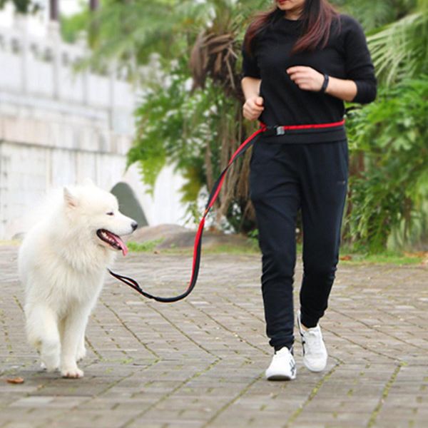 dog collars & leashes leash hands for dogs walking running with walker accesorio para perro adjustable
dog collars & leashes leash hands for dogs walking running with walker accesorio para perro adjustable