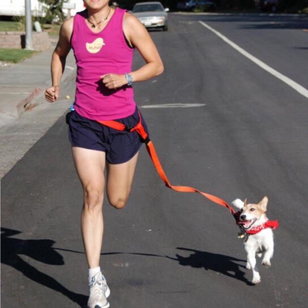 dog collars & leashes breakaway pet collar leash perros running jogging waist lead harness dogs pets chien cachorro perro hand walk
dog collars & leashes breakaway pet collar leash perros running jogging waist lead harness dogs pets chien cachorro perro hand walk