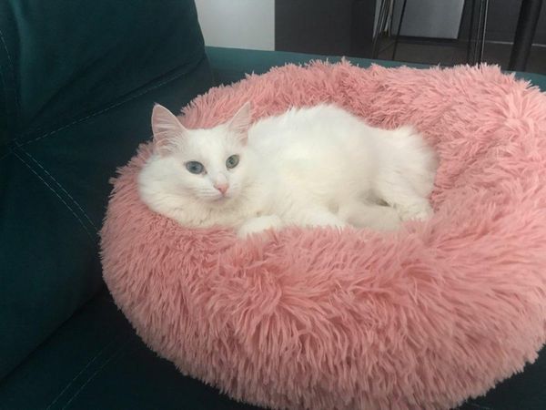 cat beds & furniture super soft dog bed round washable long plush kennel house velvet mats sofa for chihuahua basket pet
cat beds & furniture super soft dog bed round washable long plush kennel house velvet mats sofa for chihuahua basket pet